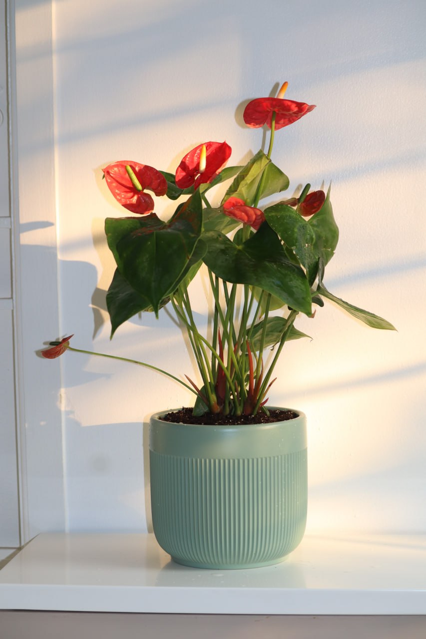 Anthurium
