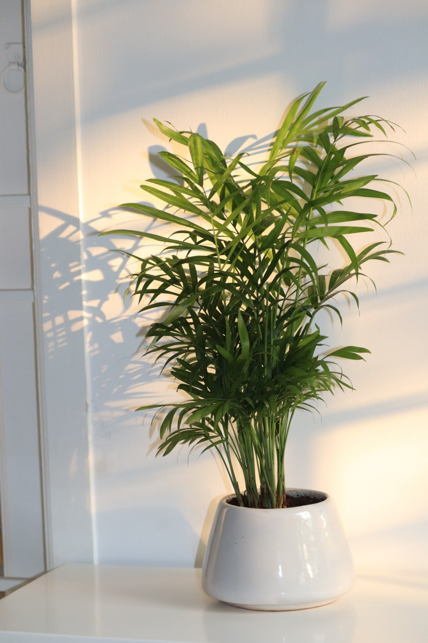 Areca Palm