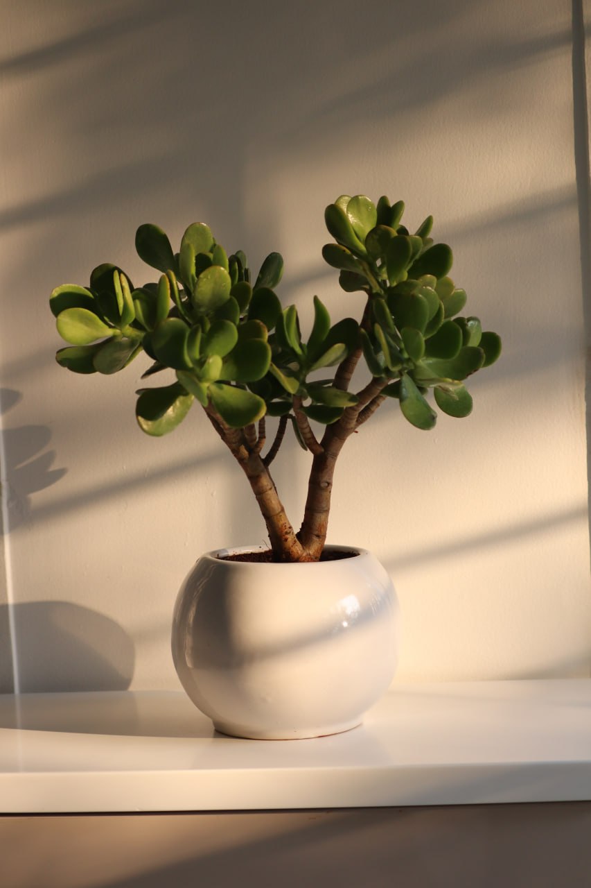 Jade Plant