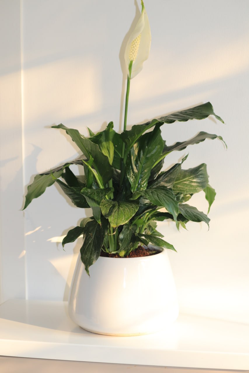 Peace Lily