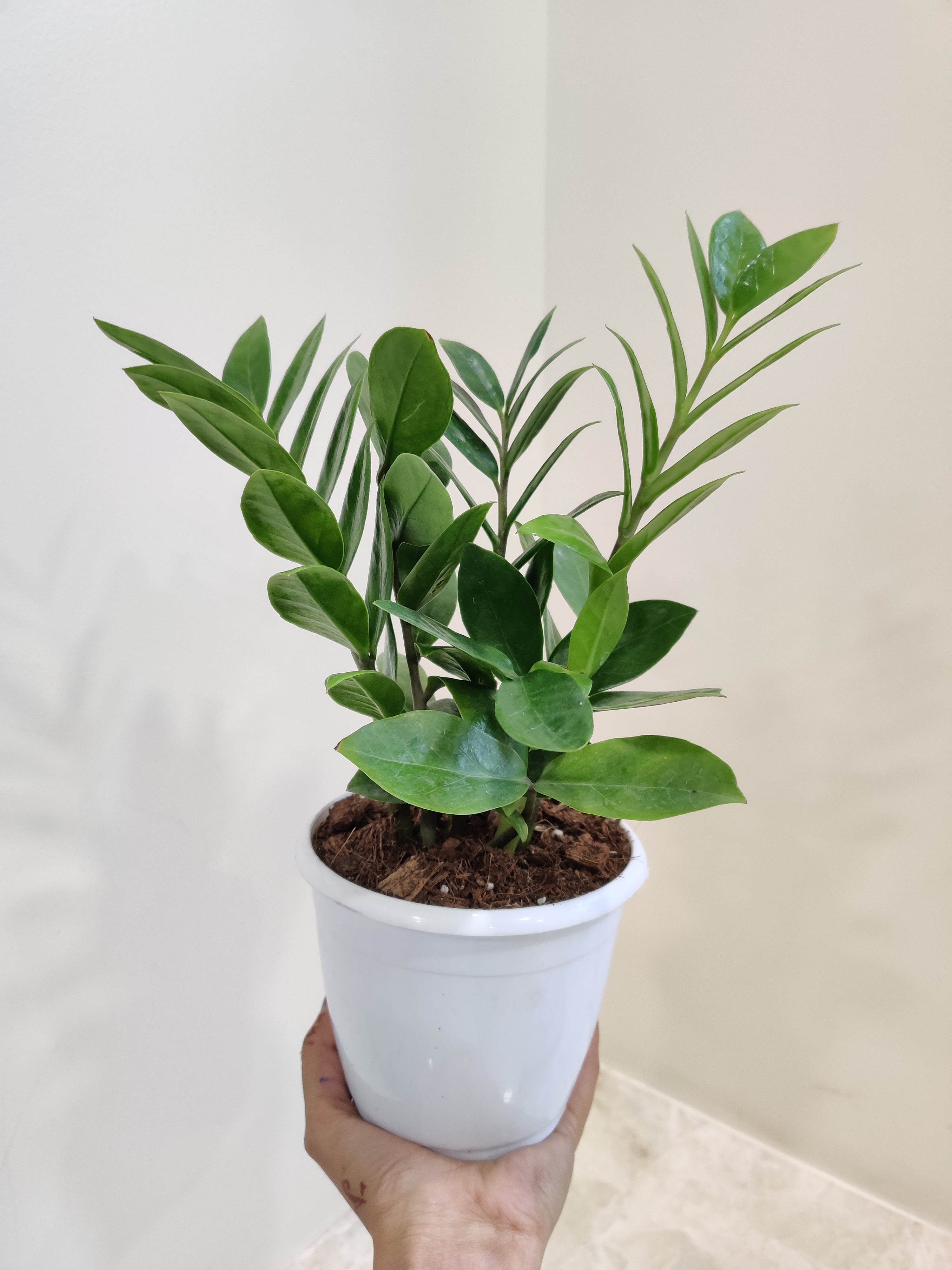 ZZ Plant